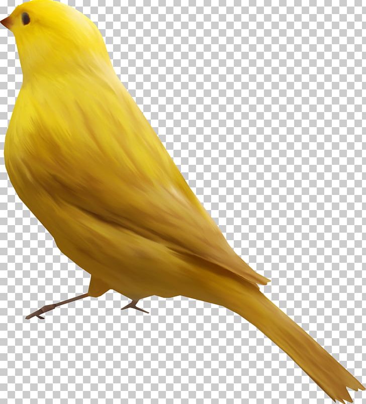 Bird Goose Atlantic Canary Finch PNG, Clipart, Animals, Atlantic Canary, Beak, Bird, Birds Free PNG Download