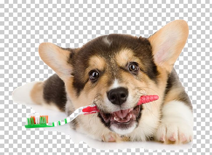 Dog Cat Oral Hygiene Dentistry Veterinarian PNG, Clipart, Animals, Brush Teeth, Canine Tooth, Cardigan Welsh Corgi, Carnivoran Free PNG Download