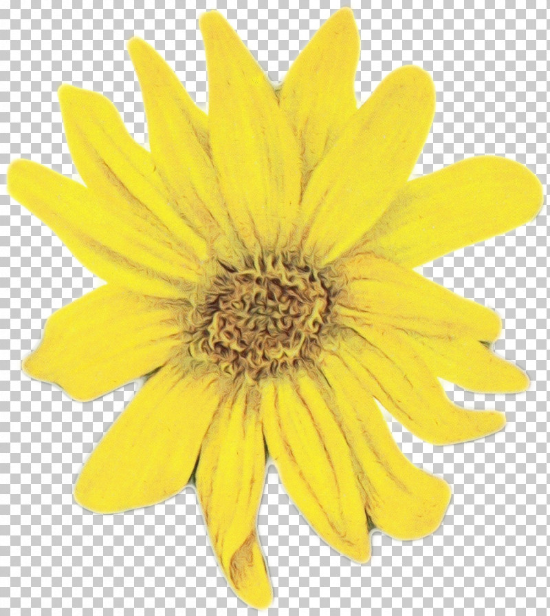 Sunflower PNG, Clipart, Daisy Family, Euryops Pectinatus, Flower, Gerbera, Paint Free PNG Download