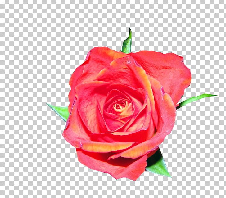 Garden Roses Watercolor Painting Flower Stock Photography PNG, Clipart, Art, Closeup, Cut Flowers, Floribunda, Floristry Free PNG Download