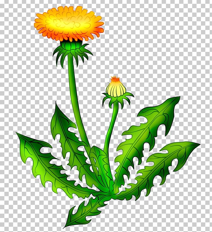 Graphics Common Dandelion The Dandelion PNG, Clipart, Common Dandelion, Computer Icons, Cut Flowers, Daisy, Daisy Family Free PNG Download