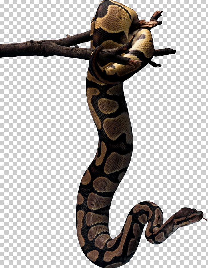 Reptile Snakebite African Rock Python Ophidiophobia PNG, Clipart, African Rock Python, Animal, Animals, Boa Constrictor, Boas Free PNG Download