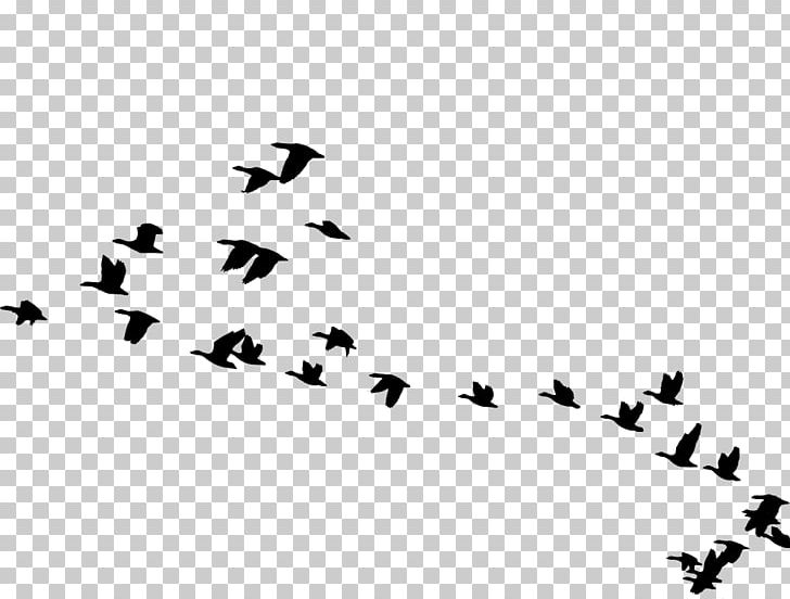 Bird Goose Animal Migration Flock PNG, Clipart, Animal, Animal Migration, Animals, Beak, Bean Goose Free PNG Download