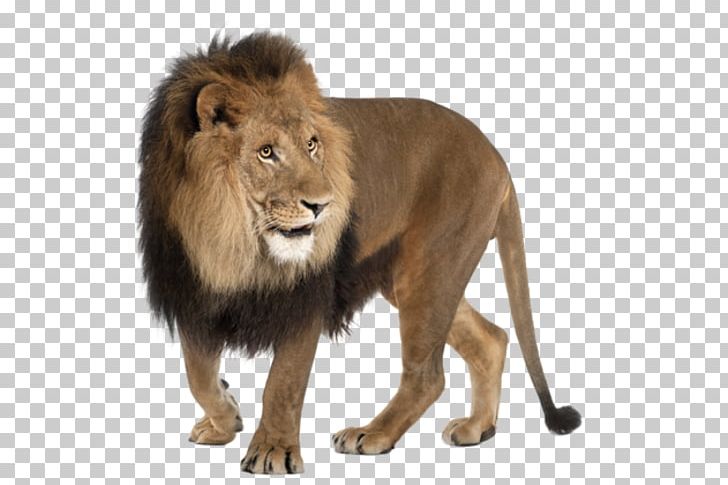 East African Lion Felidae Roar PNG, Clipart,  Free PNG Download