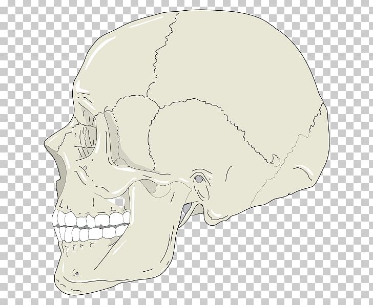 Skull Graphics Computer Icons PNG, Clipart, Anatomy, Bone, Computer Icons, Description, Head Free PNG Download