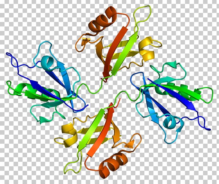 Syntenin-1 TGF Beta 1 SOX4 Protein TGF Beta Receptor PNG, Clipart, Artwork, Cell Signaling, Food, Gene, Interleukin 3 Free PNG Download