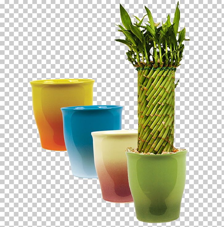 Cornell University Lucky Bamboo Plant Flowerpot PNG, Clipart, Bamboo, Ceramic, Company, Cornell University, Devils Ivy Free PNG Download