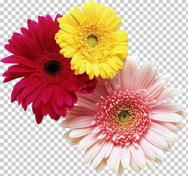 Cut Flowers Floristry Gerbera Jamesonii Flower Bouquet PNG, Clipart, Annual Plant, Asterales, Camomile, Chrysanths, Cut Flowers Free PNG Download