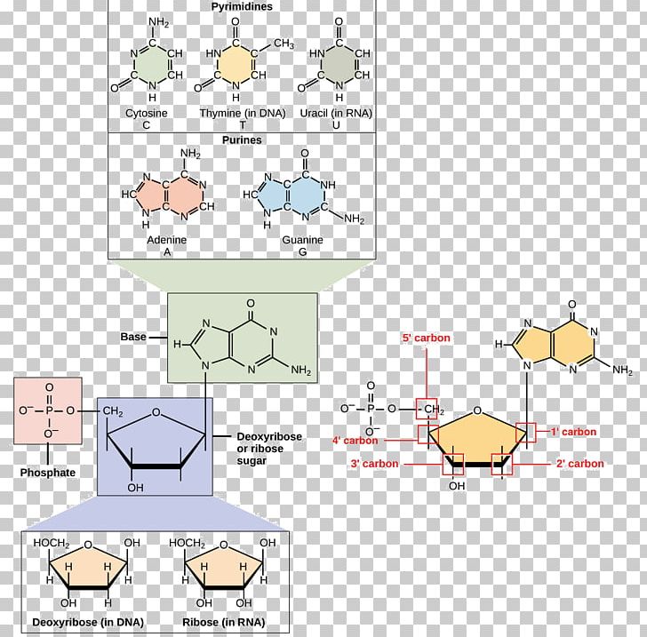 Nucleic Acid Structure DNA RNA Nucleotide PNG, Clipart, Acid, Adenine, Angle, Area, Cartoon Free PNG Download