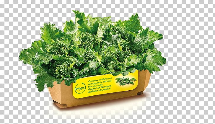 Romaine Lettuce Rapini Broccoletto Turnip Spring Greens PNG, Clipart, Brassica Rapa, Broccoletto, Chard, Cooking, Flowerpot Free PNG Download
