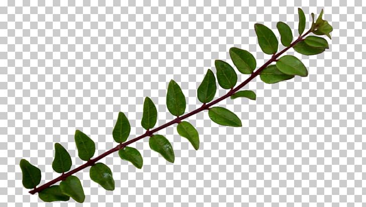 Twig Plant Stem Leaf PNG, Clipart, Branch, Leaf, List, Plant, Plant Stem Free PNG Download