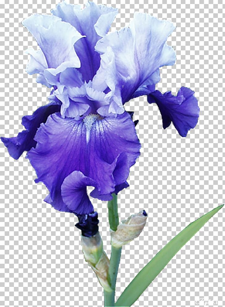 Irises Cut Flowers Plant PNG, Clipart, Blue, Butterflies And Moths, Cut Flowers, Digital Image, Flower Free PNG Download