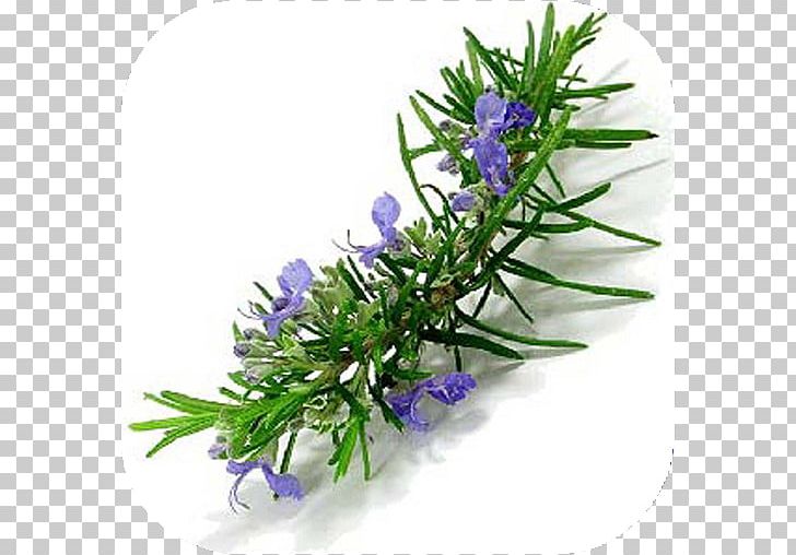 Rosemary Herb Essential Oil Mints PNG, Clipart, Artificial Flower, Com, English Lavender, Essential Oil, Floral Design Free PNG Download