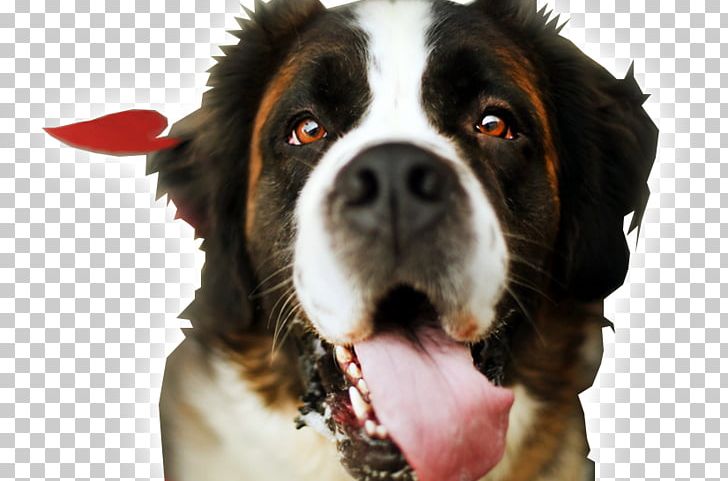 St. Bernard Puppy Desktop High-definition Television 1080p PNG, Clipart, 4k Resolution, 720p, 1080p, Animal, Animals Free PNG Download