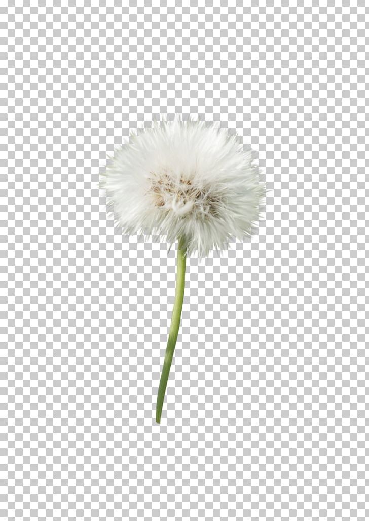 Dandelion Flower Transvaal Daisy Petal Plant PNG, Clipart, Common Daisy, Daisy, Daisy Family, Dandelion, Flower Free PNG Download