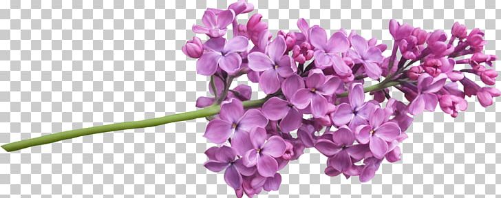 Lilac Plant Tree Flower PNG, Clipart, Cut Flowers, Flower, Flowering Plant, Hyacinth, Lavender Free PNG Download