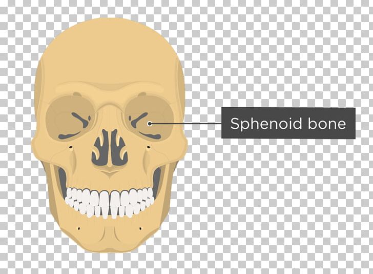 Vomer Ethmoid Bone Lacrimal Bone Anatomy PNG, Clipart, Anatomy, Bone, Ethmoid Bone, Facial Skeleton, Fantasy Free PNG Download