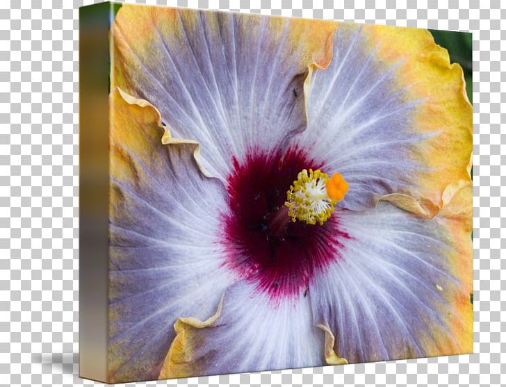 Rosemallows Violet Painting Wildflower Family PNG, Clipart, Family, Flower, Flowering Plant, Hibiscus, Iris Free PNG Download