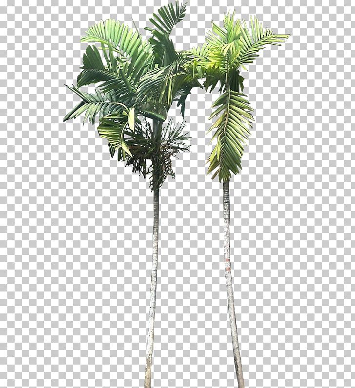 Asian Palmyra Palm Ptychosperma Macarthurii Babassu Plant Areca Palm PNG, Clipart, Arecaceae, Arecales, Areca Nut, Areca Palm, Asian Palmyra Palm Free PNG Download