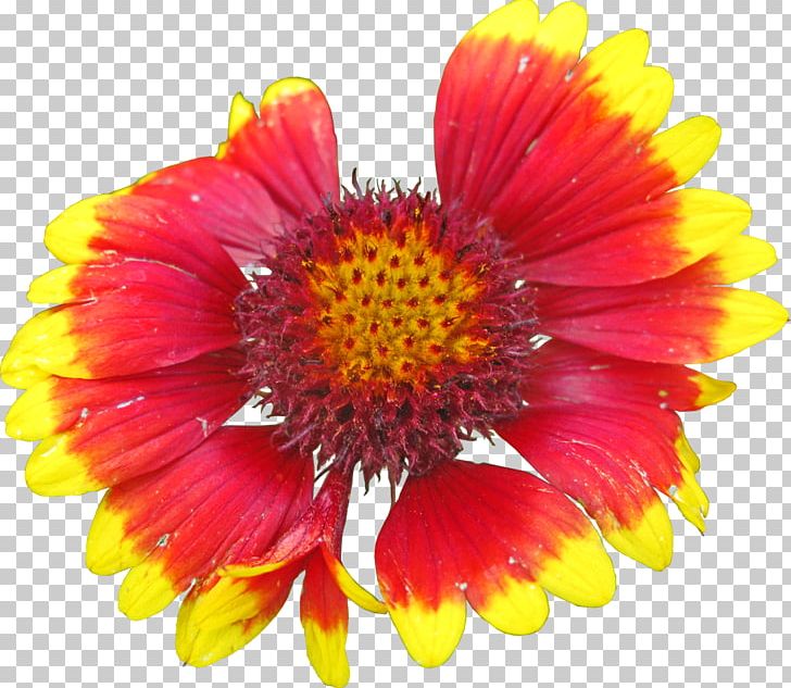 Blanket Flowers Petal PNG, Clipart, Annual Plant, Aster, Blanket, Blanket Flowers, Chrysanthemum Free PNG Download