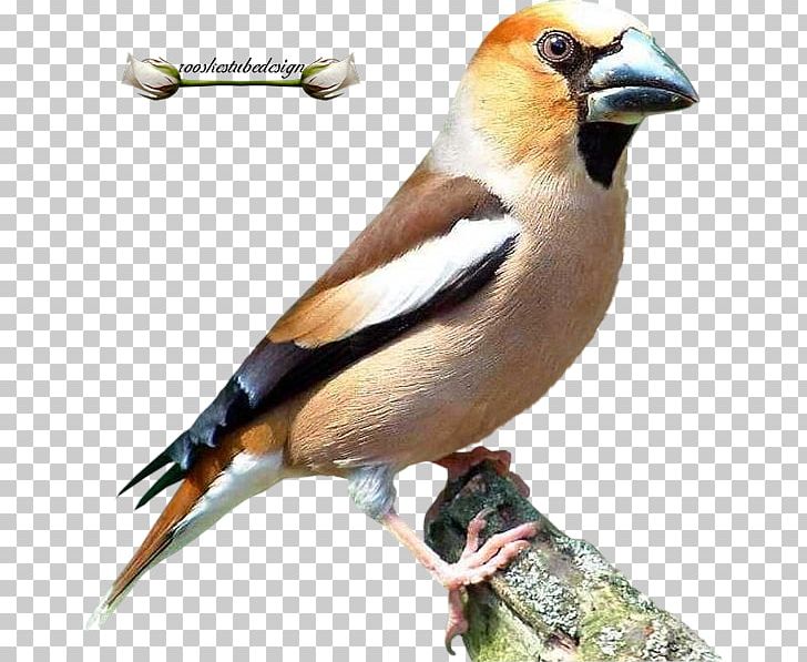 Brambling House Sparrow Finches Meadow Pipit Tree Pipit PNG, Clipart, American Sparrows, Animals, Beak, Bird, Brambling Free PNG Download