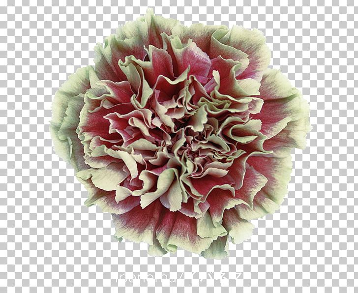 Carnation Cut Flowers Export Import PNG, Clipart, Carnation, Colibri Flowers Sa, Cut Flowers, Export, Flower Free PNG Download