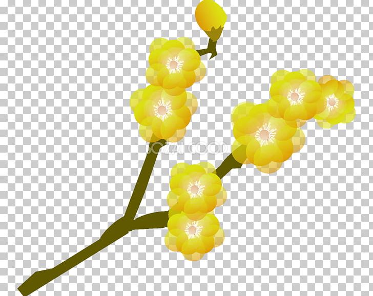 Chimonanthus Praecox Plum Blossom Plant PNG, Clipart, Branch, Chimonanthus, Chimonanthus Praecox, Flower, Flower Ai Free PNG Download