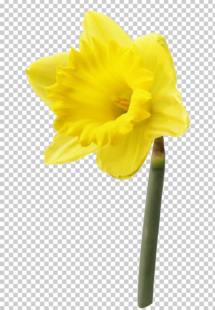 Daffodil Saint David's Day PNG, Clipart, Amaryllis Family, Animation, Clip, Cut Flowers, Daffodil Free PNG Download