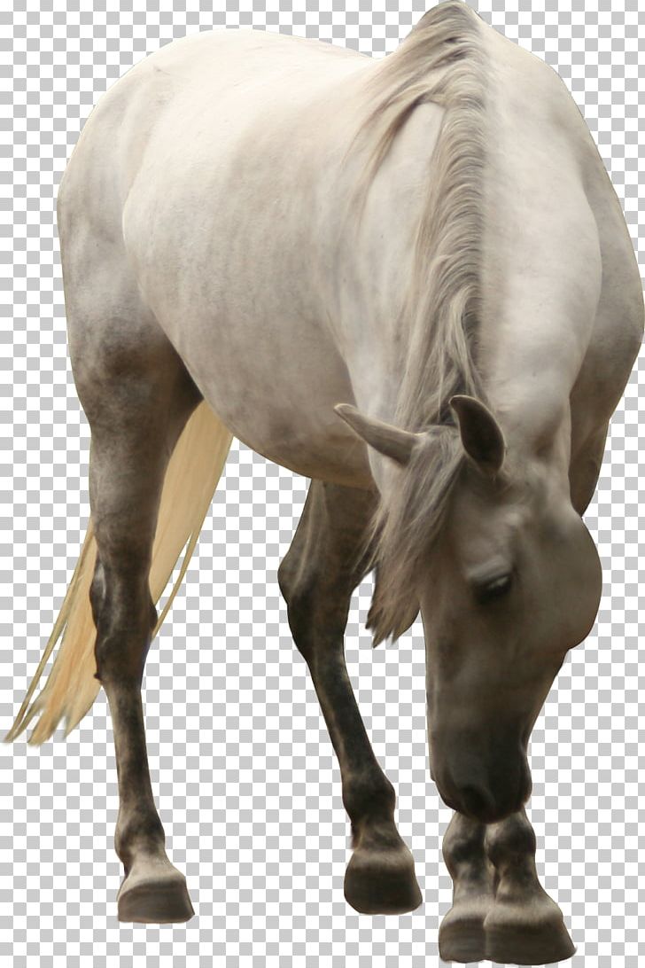 Mustang Friesian Horse Akhal-Teke Foal Mare PNG, Clipart, Akhalteke, Animal, Animals, Black, Equine Coat Color Free PNG Download
