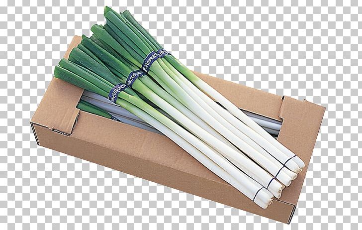Welsh Onion Product Onions PNG, Clipart, Onions, Welsh Onion Free PNG Download