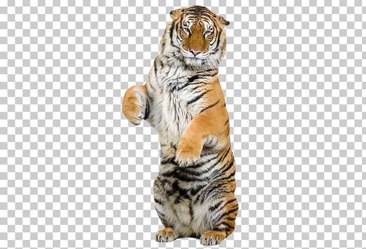 Stock Photography Bengal Tiger PNG, Clipart, Bengal Tiger, Big Cats, Carnivoran, Cat Like Mammal, Depositphotos Free PNG Download