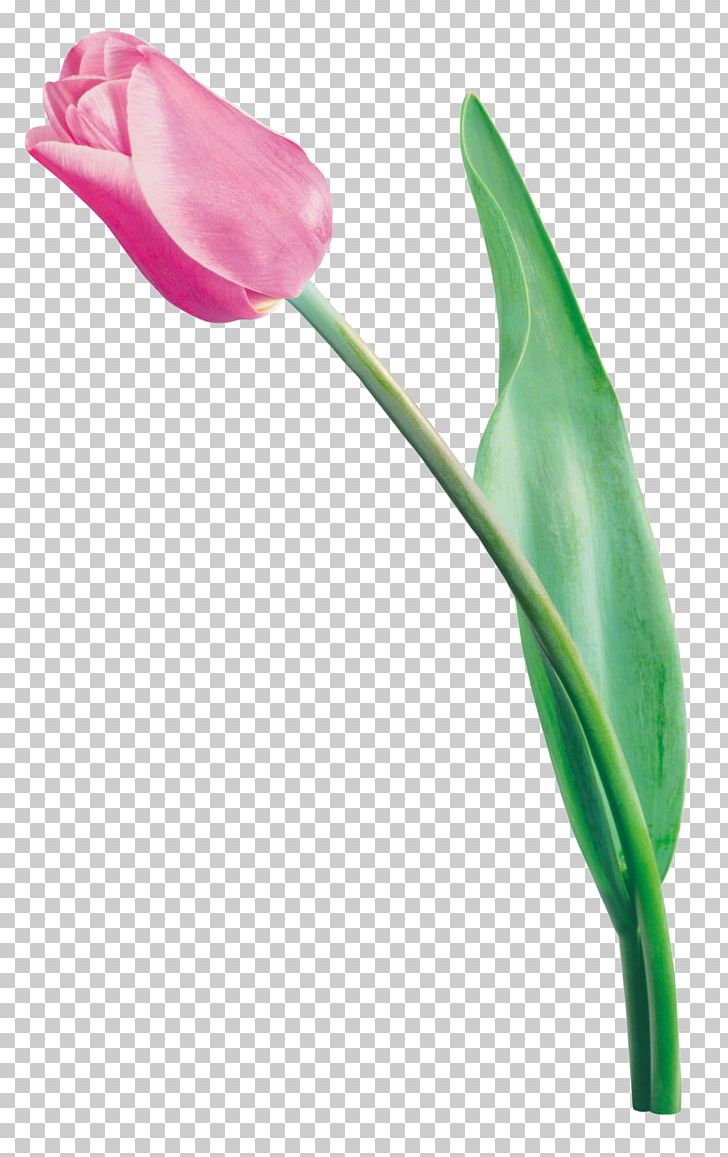 Tulip Digital PNG, Clipart, Arum, Bud, Digital Image, Drawing, Encapsulated Postscript Free PNG Download