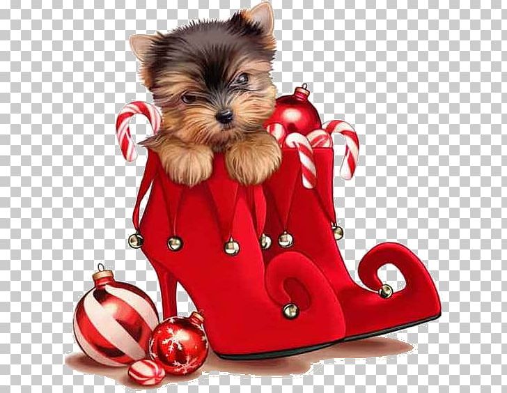 Yorkshire Terrier Christmas Card Puppy Christmas Ornament PNG, Clipart, Bombka, Carnivoran, Christmas, Christmas Card, Christmas Ornament Free PNG Download