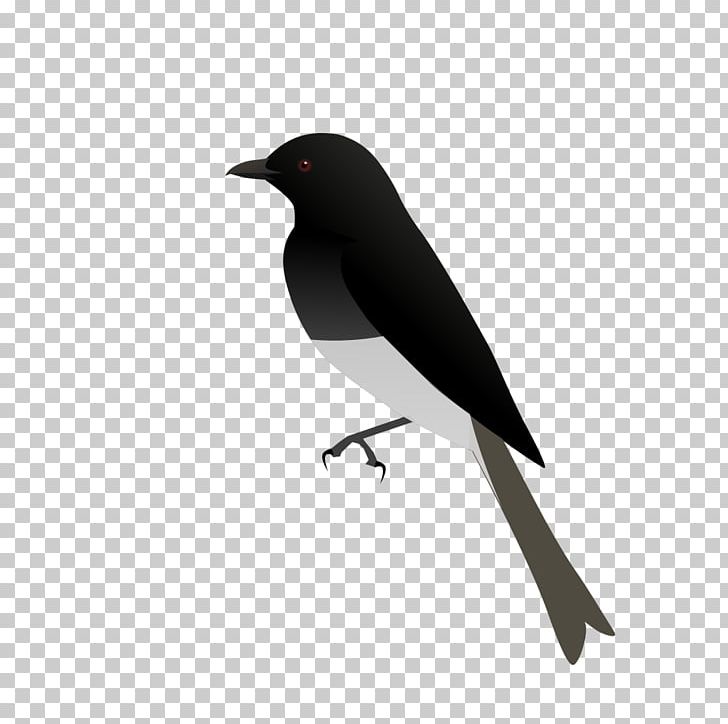 American Crow Eurasian Magpie Bird Common Raven Drongos PNG, Clipart, American Crow, American Sparrows, Animals, Beak, Bird Free PNG Download