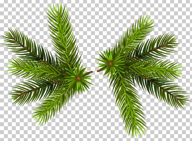 Branch Pine PNG, Clipart, Branch, Branches, Christmas, Christmas Clipart, Christmas Ornament Free PNG Download