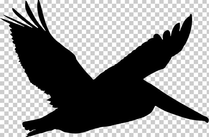 Drawing Brown Pelican PNG, Clipart, Animal Silhouettes, Art, Beak, Bird, Bird Of Prey Free PNG Download