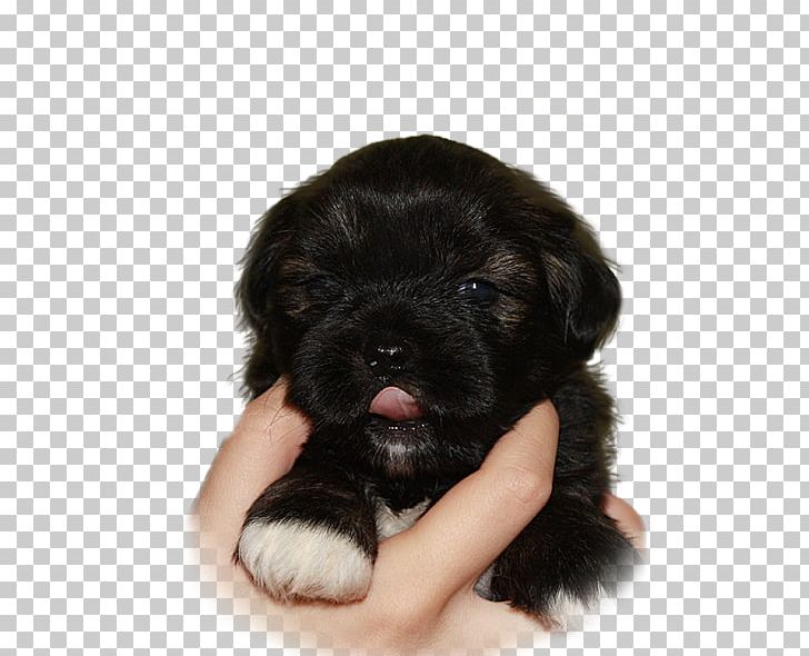 Lhasa Apso Schnoodle Tibetan Terrier Puppy Havanese Dog PNG, Clipart, Animal, Bree, Carnivoran, Companion Dog, Dog Free PNG Download