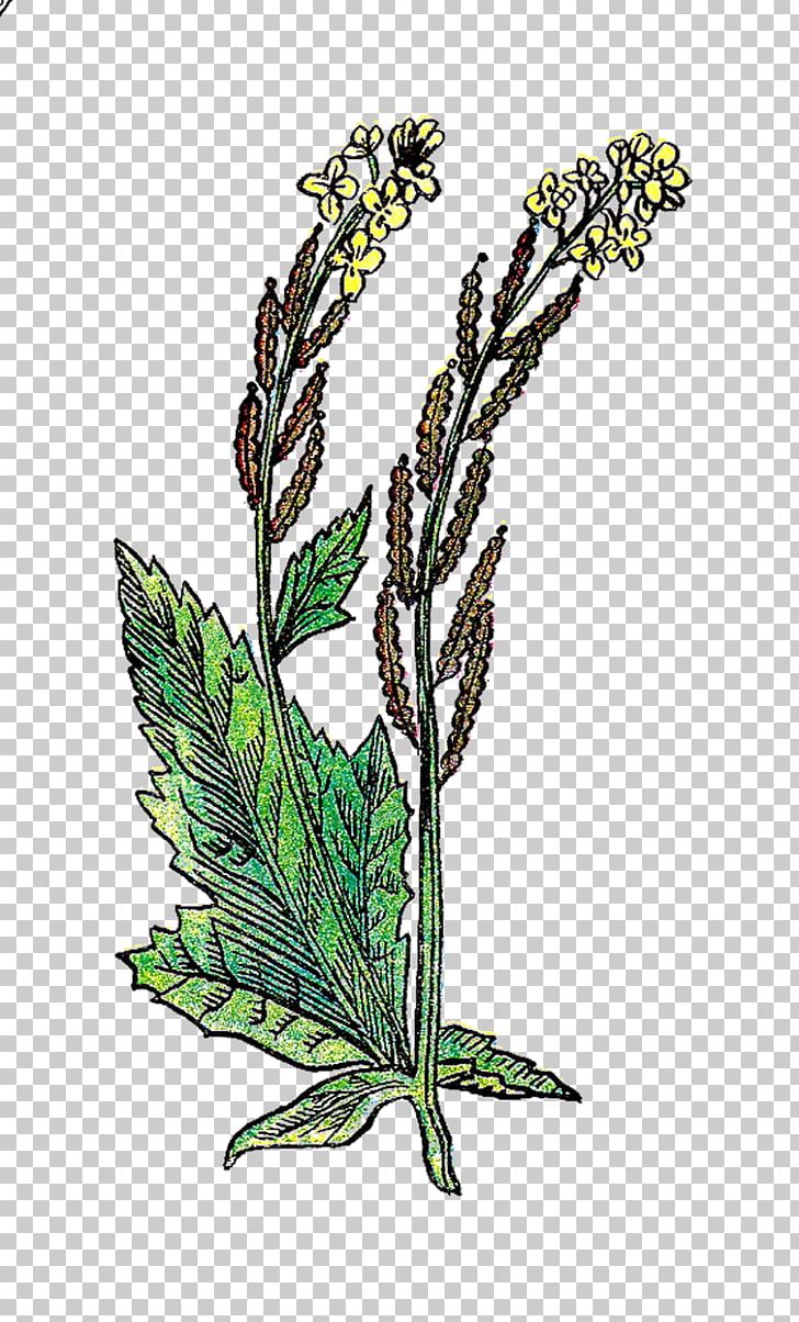 Mustard Plant Drawing PNG, Clipart, Art, Brassica Juncea, Clip Art, Drawing, Flora Free PNG Download