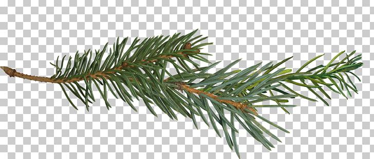 Pine Branch Tree PNG, Clipart, Branch, Clip Art, Conifer, Conifer Cone, Evergreen Free PNG Download