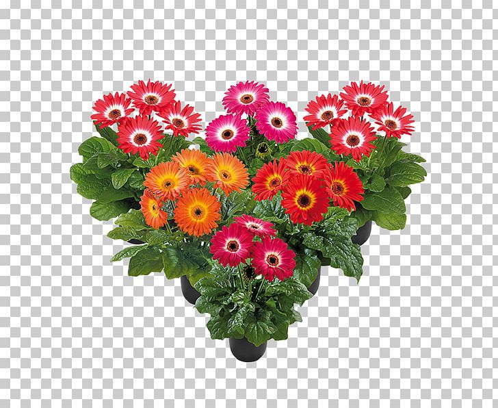 Transvaal Daisy Floral Design Cut Flowers Chrysanthemum PNG, Clipart, Annual Plant, Chrysanthemum, Chrysanths, Cut Flowers, Daisy Family Free PNG Download