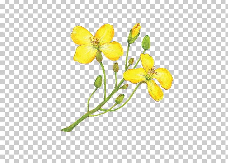 Canola Rapeseed Organic Food Olive Oil PNG, Clipart, Canola, Coconut Oil, Cut Flowers, Expeller Pressing, Flora Free PNG Download