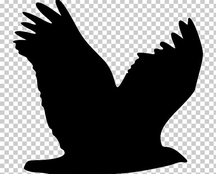 Bald Eagle White-tailed Eagle Bird PNG, Clipart, Accipitridae, Animals, Bald Eagle, Beak, Bird Free PNG Download