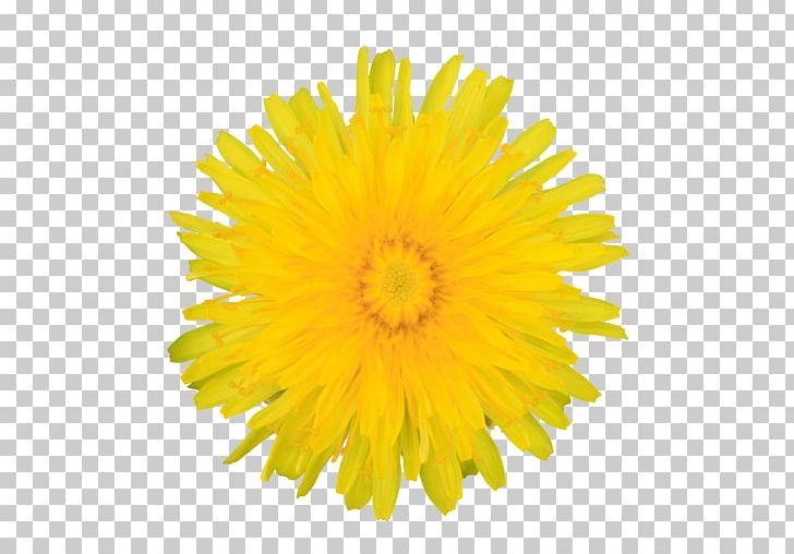 Dandelion Plant Flower Hypertension Visual Perception PNG, Clipart, Chrysanthemum, Chrysanths, Common Motherwort, Cut Flowers, Daisy Family Free PNG Download