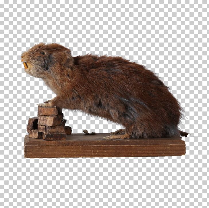 Oulu University Teacher Training School Rodent European Water Vole Asia PNG, Clipart, Asia, Asti, Europe, European Water Vole, Fauna Free PNG Download