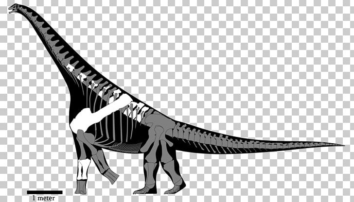 Tyrannosaurus Yongjinglong Alamosaurus Opisthocoelicaudia Nemegtosaurus PNG, Clipart, Alamosaurus, Animal Figure, Argentinosaurus, Black And White, Carcharodontosaurus Free PNG Download