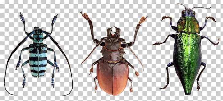 Weevil Longhorn Beetle Socks Are Like Pants PNG, Clipart, Animal, Arthropod, Beetle, Book, Insect Free PNG Download