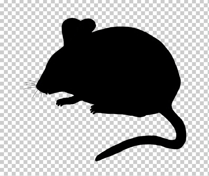 Rat Muridae Pest Mouse Muroidea PNG, Clipart, Mouse, Muridae, Muroidea, Pest, Rat Free PNG Download