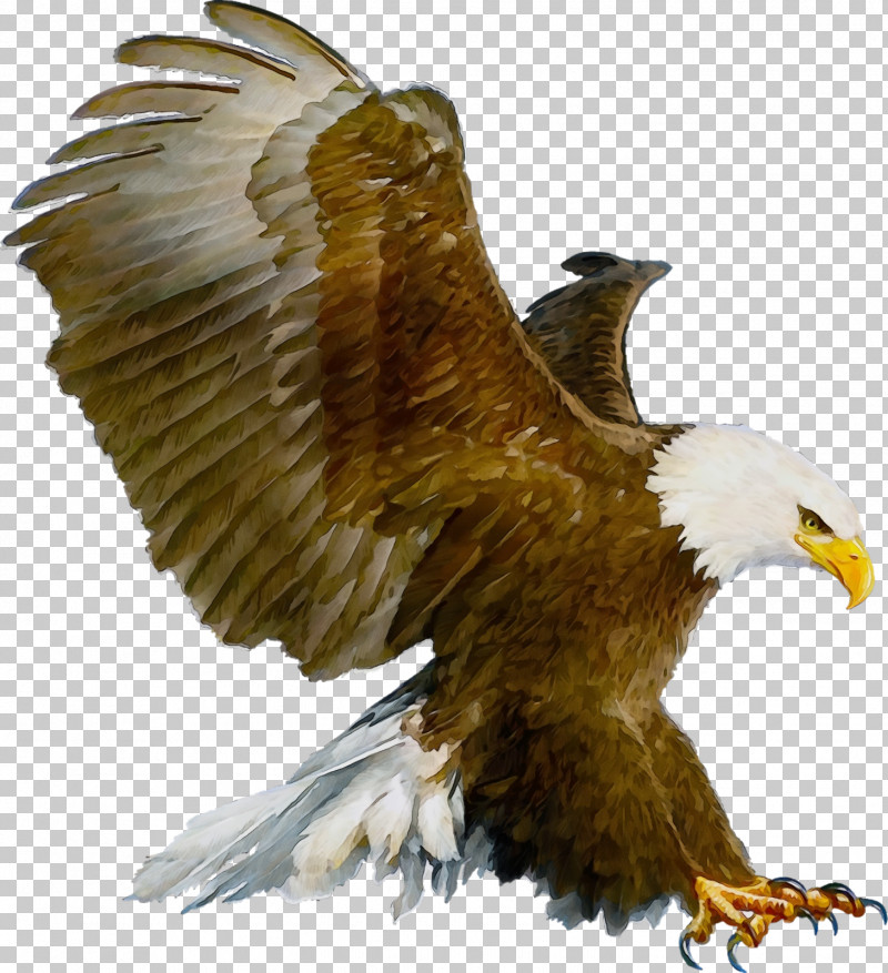 Bird Bird Of Prey Bald Eagle Eagle Golden Eagle PNG, Clipart, Accipitridae, Bald Eagle, Beak, Bird, Bird Of Prey Free PNG Download