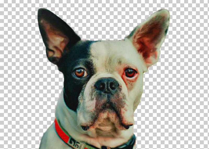 Bulldog PNG, Clipart, Boston Terrier, Breed, Bulldog, Collar, Companion Dog Free PNG Download
