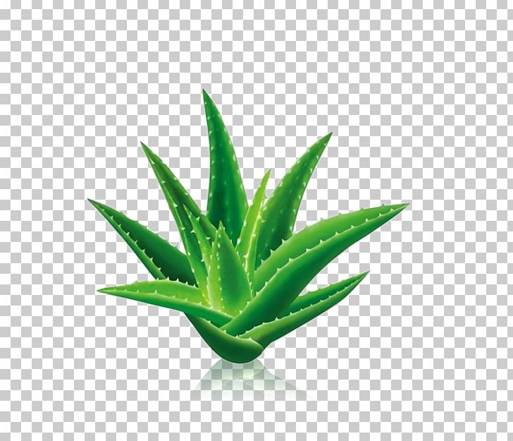 Aloe Vera Aloin Gel Extract Leaf PNG, Clipart, Agave, Aloe, Cactus, Cactus Cartoon, Cactus Flower Free PNG Download